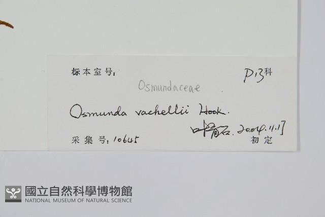 華南紫萁藏品圖，第2張