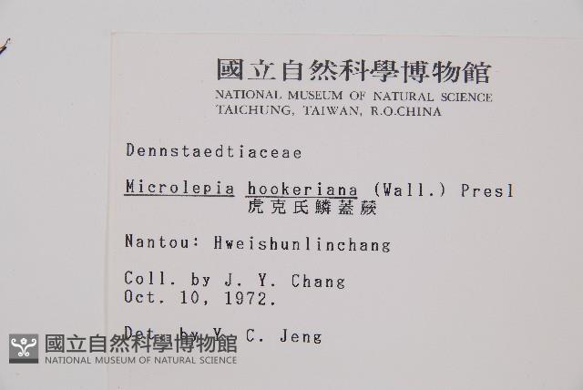 虎克氏鱗蓋蕨藏品圖，第2張