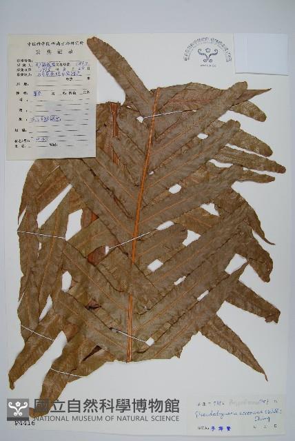 崖薑蕨藏品圖，第1張