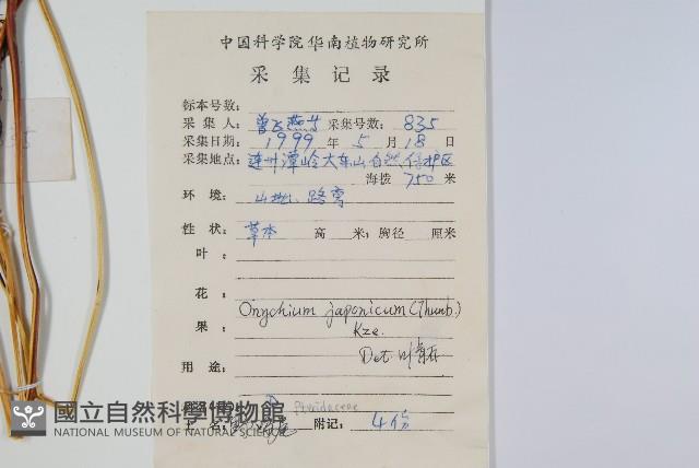 日本金粉蕨藏品圖，第2張