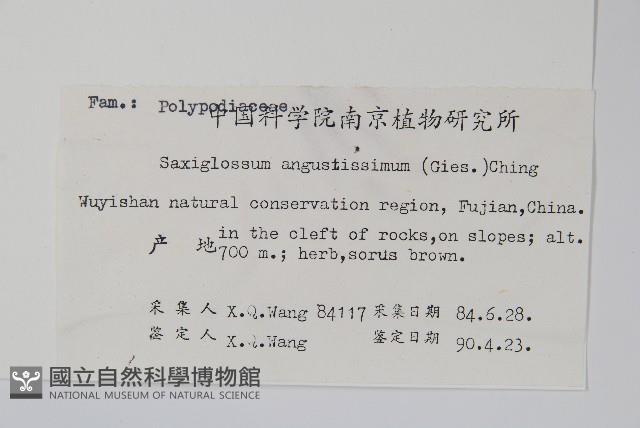 石蕨藏品圖，第2張