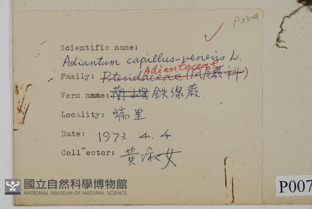 鐵線蕨藏品圖，第2張