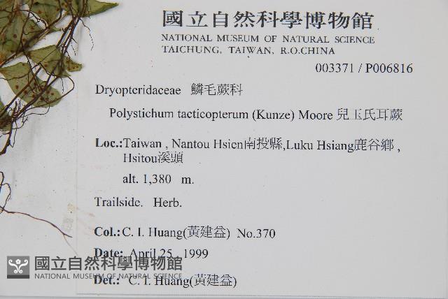 兒玉氏耳蕨藏品圖，第2張