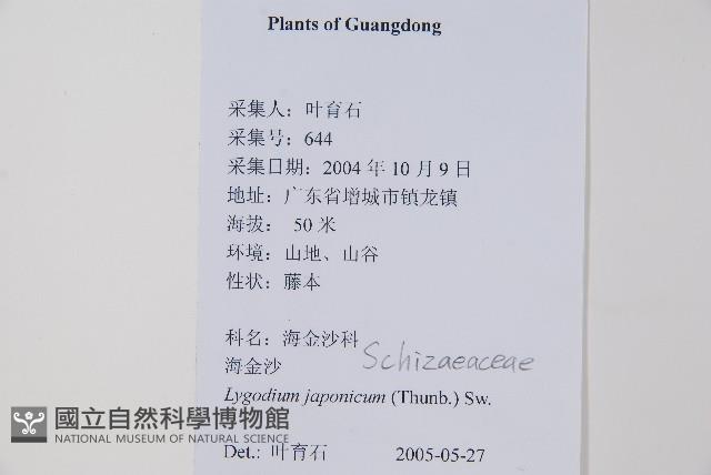 海金沙藏品圖，第2張