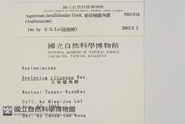 骨碎補鐵角蕨藏品圖，第2張