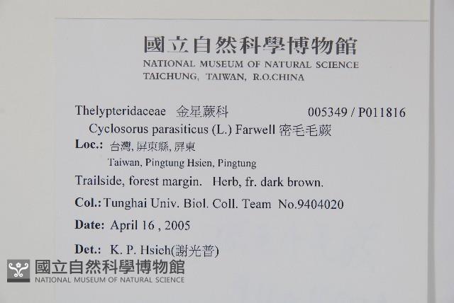 密毛毛蕨藏品圖，第2張