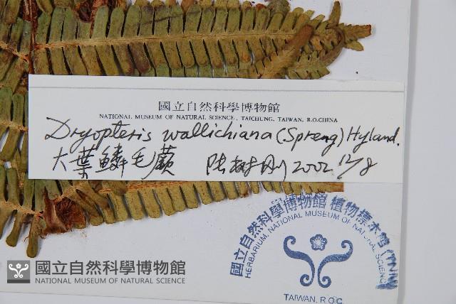 瓦氏鱗毛蕨藏品圖，第2張