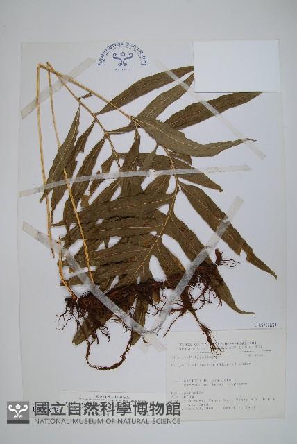 大線蕨藏品圖，第1張