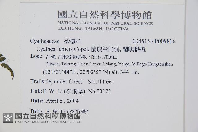 蘭嶼筆筒樹、蘭嶼桫欏藏品圖，第5張