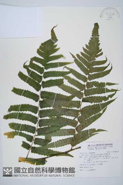 廣葉鋸齒雙蓋蕨藏品圖，第1張
