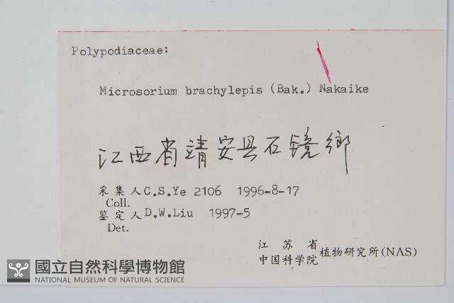 波氏星蕨藏品圖，第2張