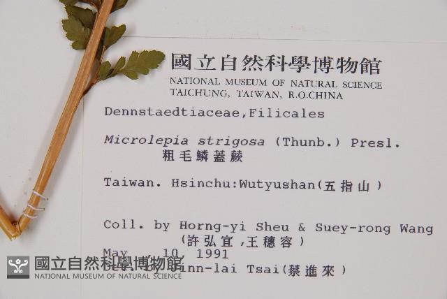 粗毛鱗蓋蕨藏品圖，第2張