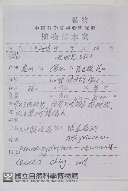 假冷蕨藏品圖，第2張