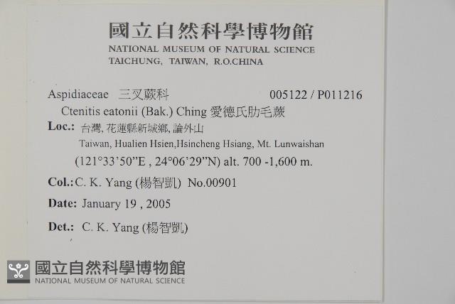 愛德氏肋毛蕨藏品圖，第2張