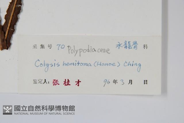 胃葉線蕨藏品圖，第2張