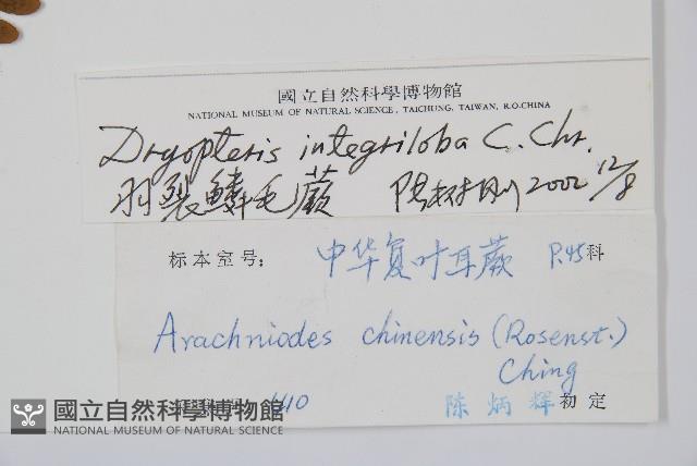 蓬萊鱗毛蕨藏品圖，第2張