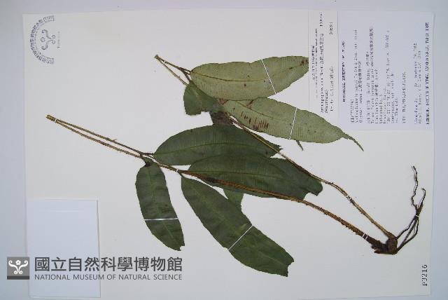 台灣原始觀音座蓮藏品圖，第1張