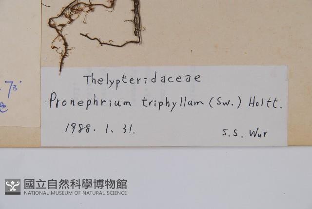 新月蕨藏品圖，第2張