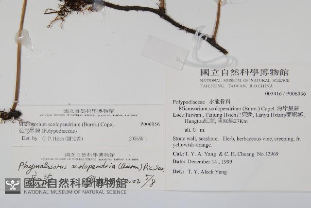 海岸星蕨藏品圖，第2張