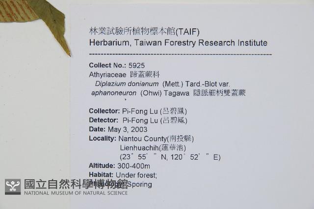 隱脈細柄雙蓋蕨藏品圖，第5張