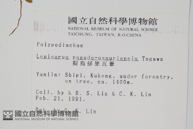 擬芨瓦葦藏品圖，第2張