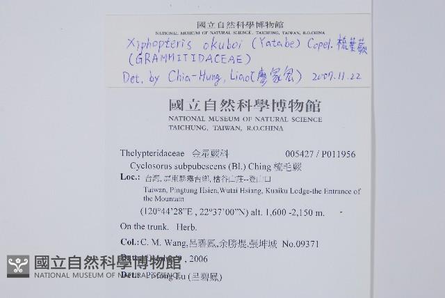 梳葉蕨藏品圖，第2張