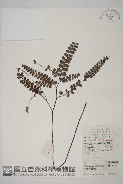 扇葉鐵線蕨藏品圖，第1張