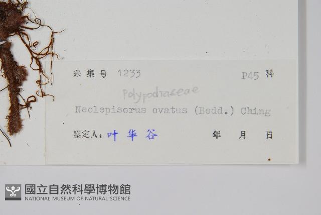 盾蕨藏品圖，第2張