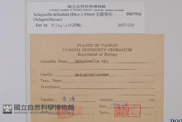 全緣卷柏藏品圖，第2張