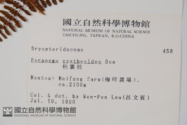 柄囊蕨藏品圖，第2張
