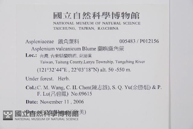 蘭嶼鐵角蕨藏品圖，第2張