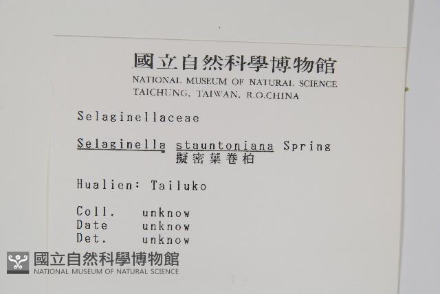 擬密葉卷柏藏品圖，第2張