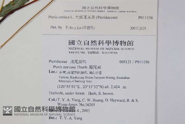 大葉鳳尾蕨藏品圖，第2張