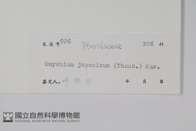 日本金粉蕨藏品圖，第2張