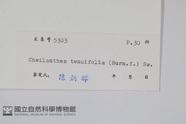 薄葉碎米蕨藏品圖，第2張