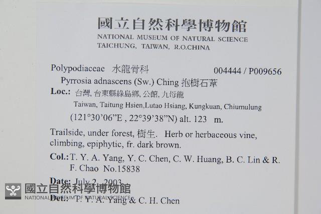 抱樹石葦藏品圖，第2張