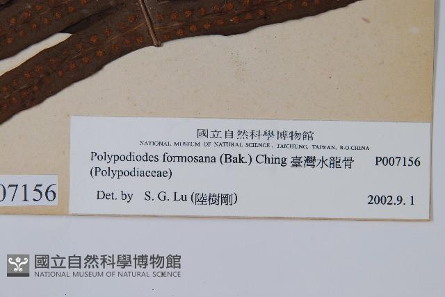 臺灣水龍骨藏品圖，第2張