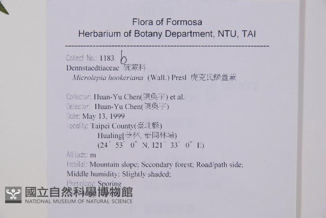 虎克氏鱗蓋蕨藏品圖，第2張