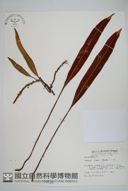 石葦藏品圖，第1張