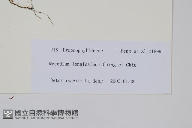 長葉蕗蕨藏品圖，第2張