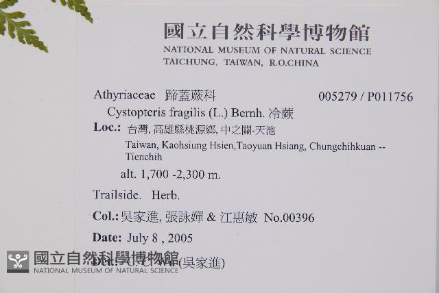 碗蕨藏品圖，第5張