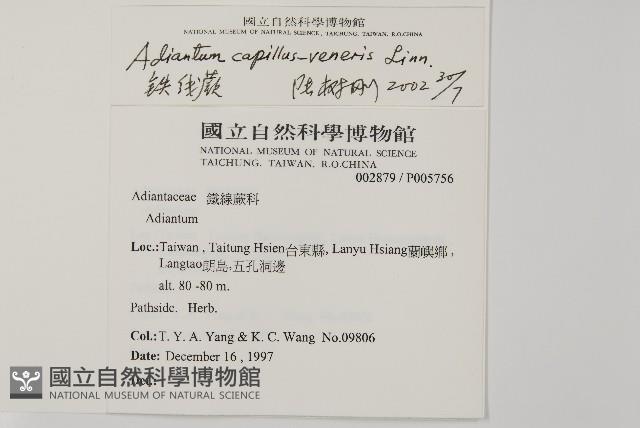 鐵線蕨藏品圖，第2張