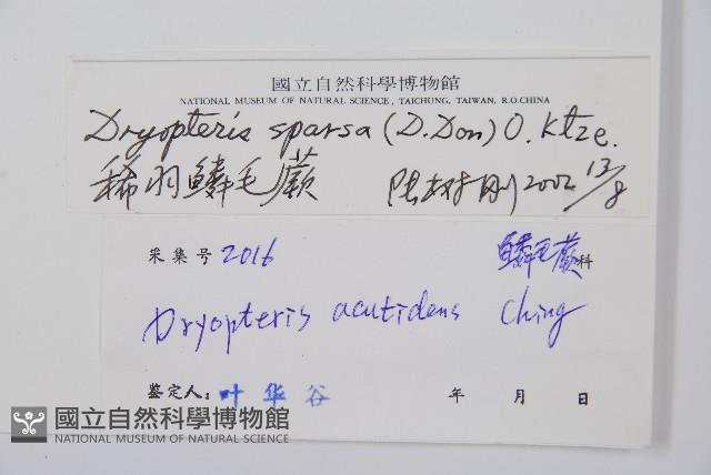 長葉鱗毛蕨藏品圖，第2張