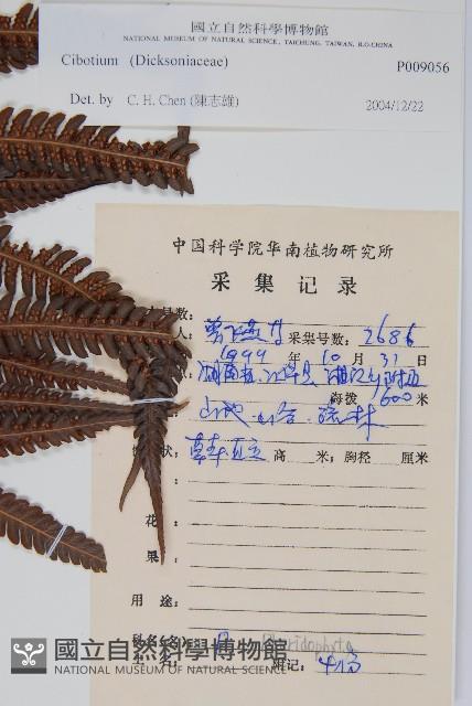 登錄號:P009056藏品圖，第2張