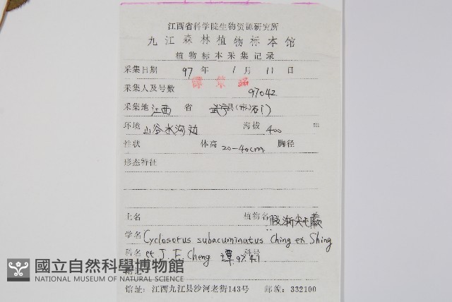 假漸尖毛蕨藏品圖，第2張