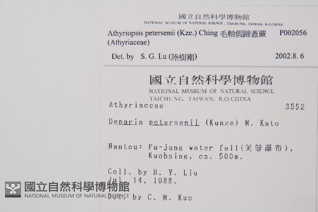 毛軸假蹄蓋蕨藏品圖，第2張