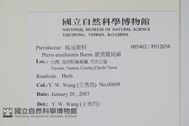 箭葉鳳尾蕨藏品圖，第2張