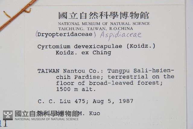 披針貫眾蕨藏品圖，第2張