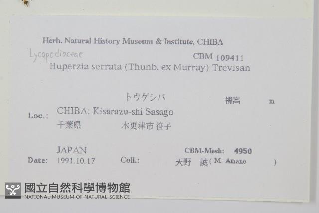 蛇足石杉、千層塔藏品圖，第2張