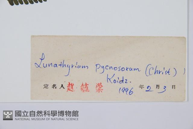 亞蹄蓋蕨藏品圖，第2張